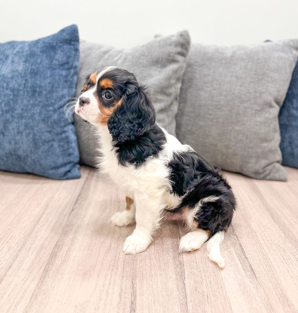 Thumbnail: Duff Cavalier King Charles Spaniel