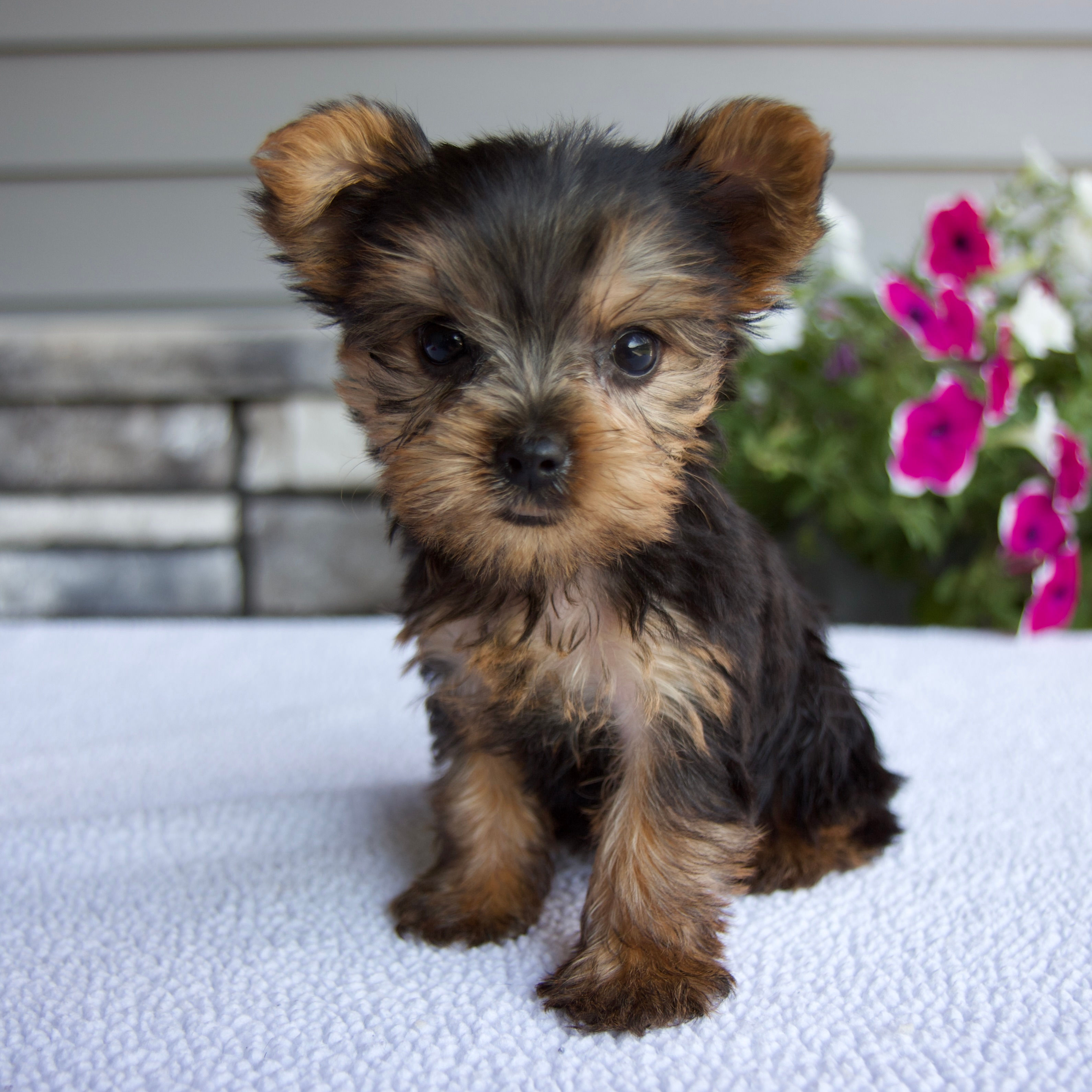 Tiny Yorkie