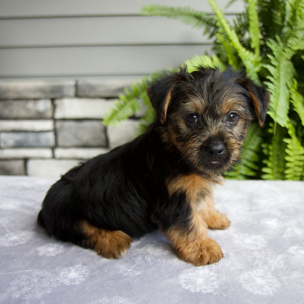 Thumbnail: Koby Yorkie