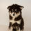 Thumbnail: Cavapoo