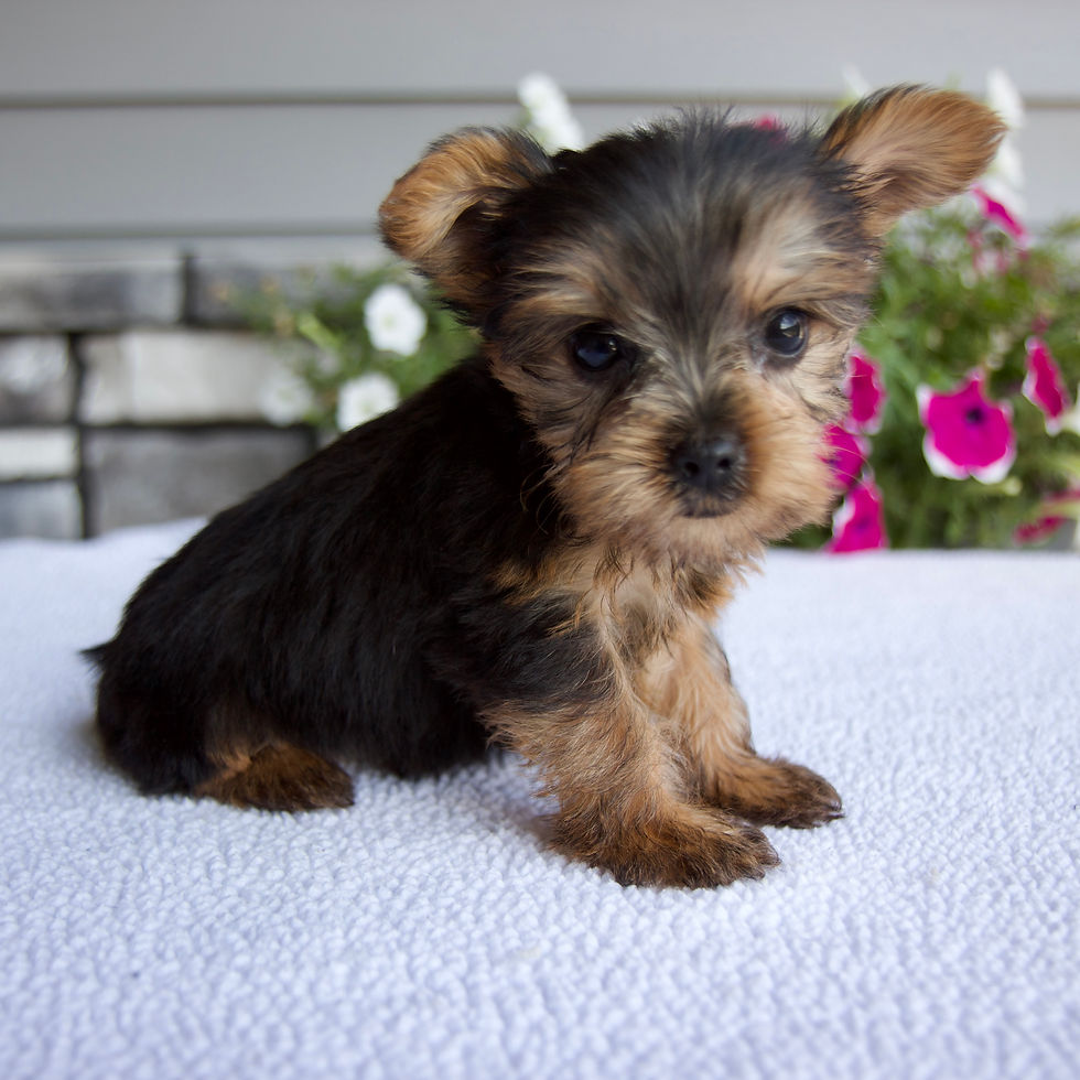 Thumbnail: Tiny Yorkie