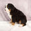 Thumbnail: Ellie Bernese Mt. Dog