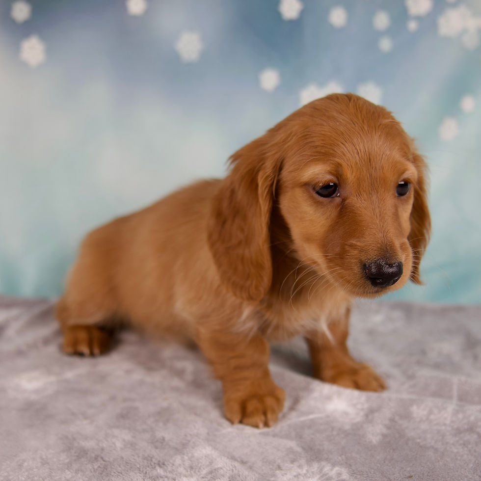 Thumbnail: Miniature Dachshund