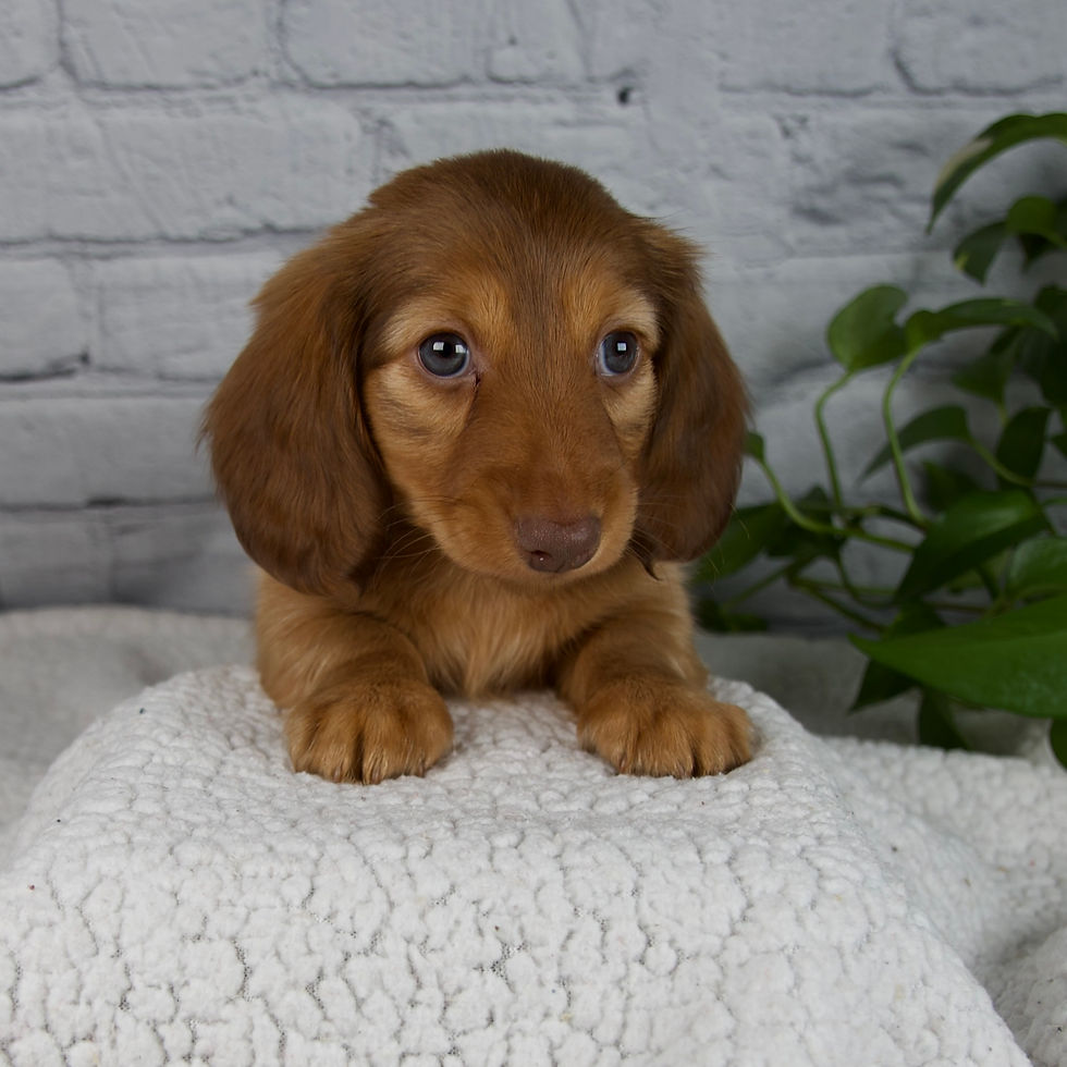 Thumbnail: Dachshund