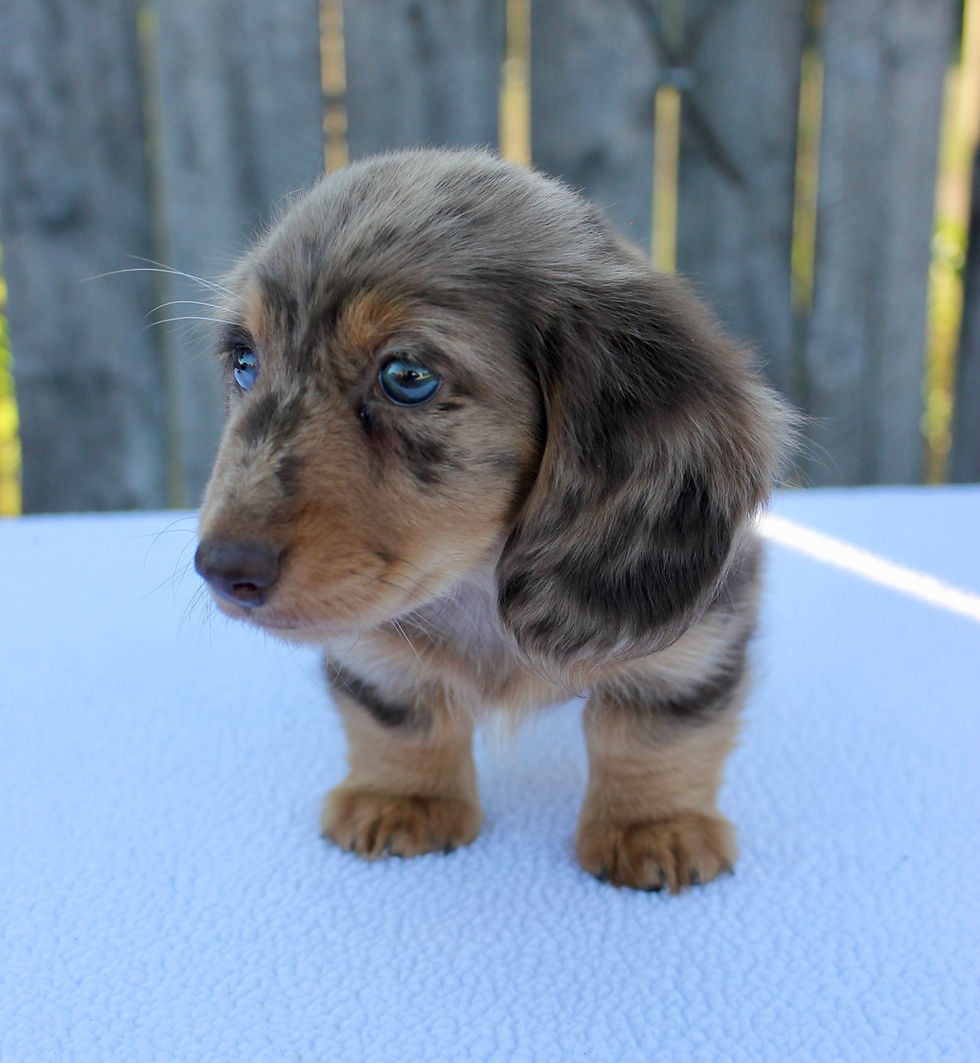Thumbnail: Dakota Dachshund