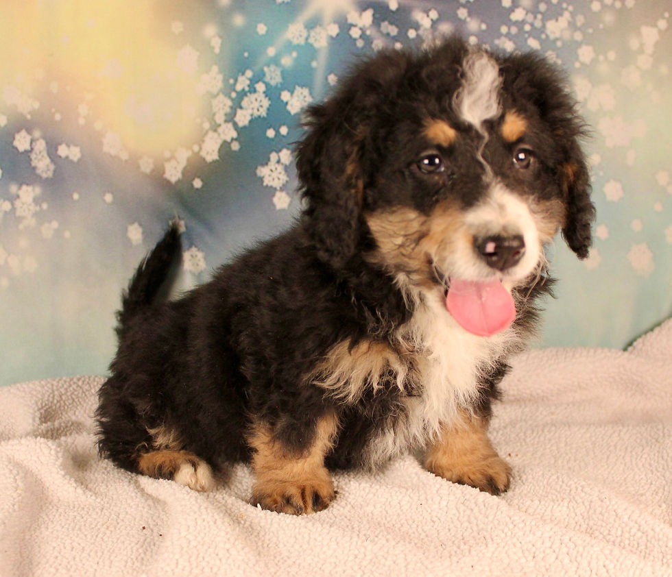 Thumbnail: Shiloh Mini Bernedoodle