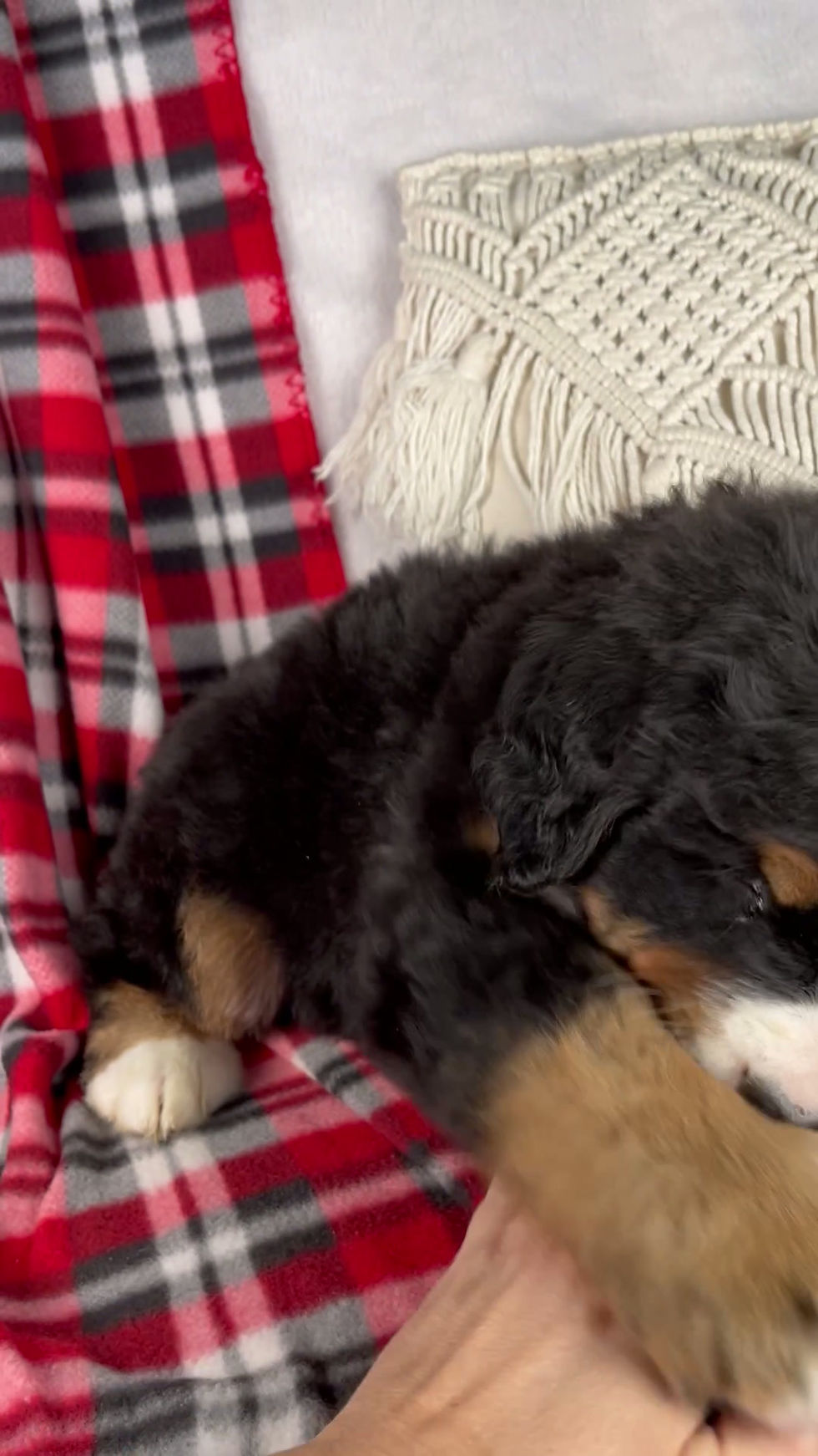 Thumbnail: Joey Bernese Mt Dog