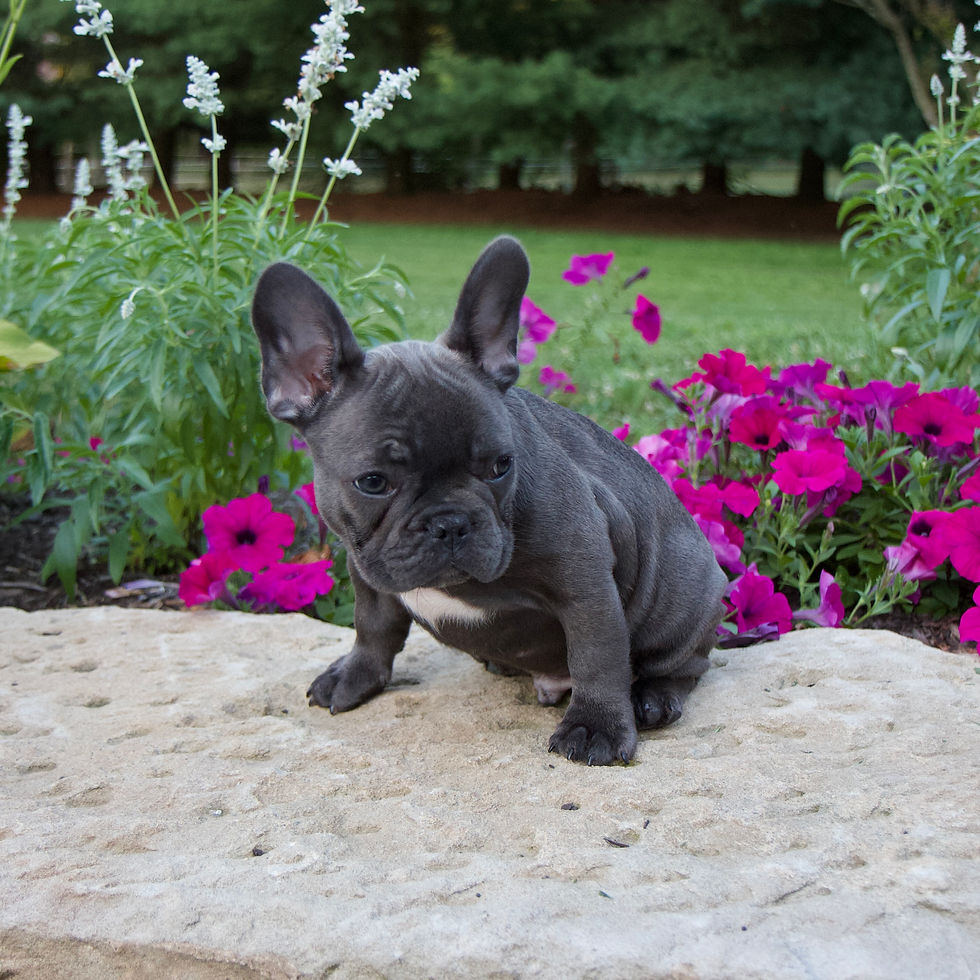 Thumbnail: French Bulldog