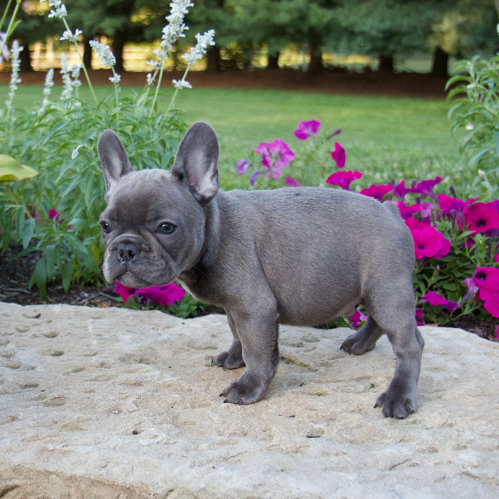 Thumbnail: French Bulldog