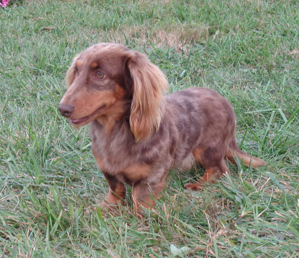 Thumbnail: Dachshund Father