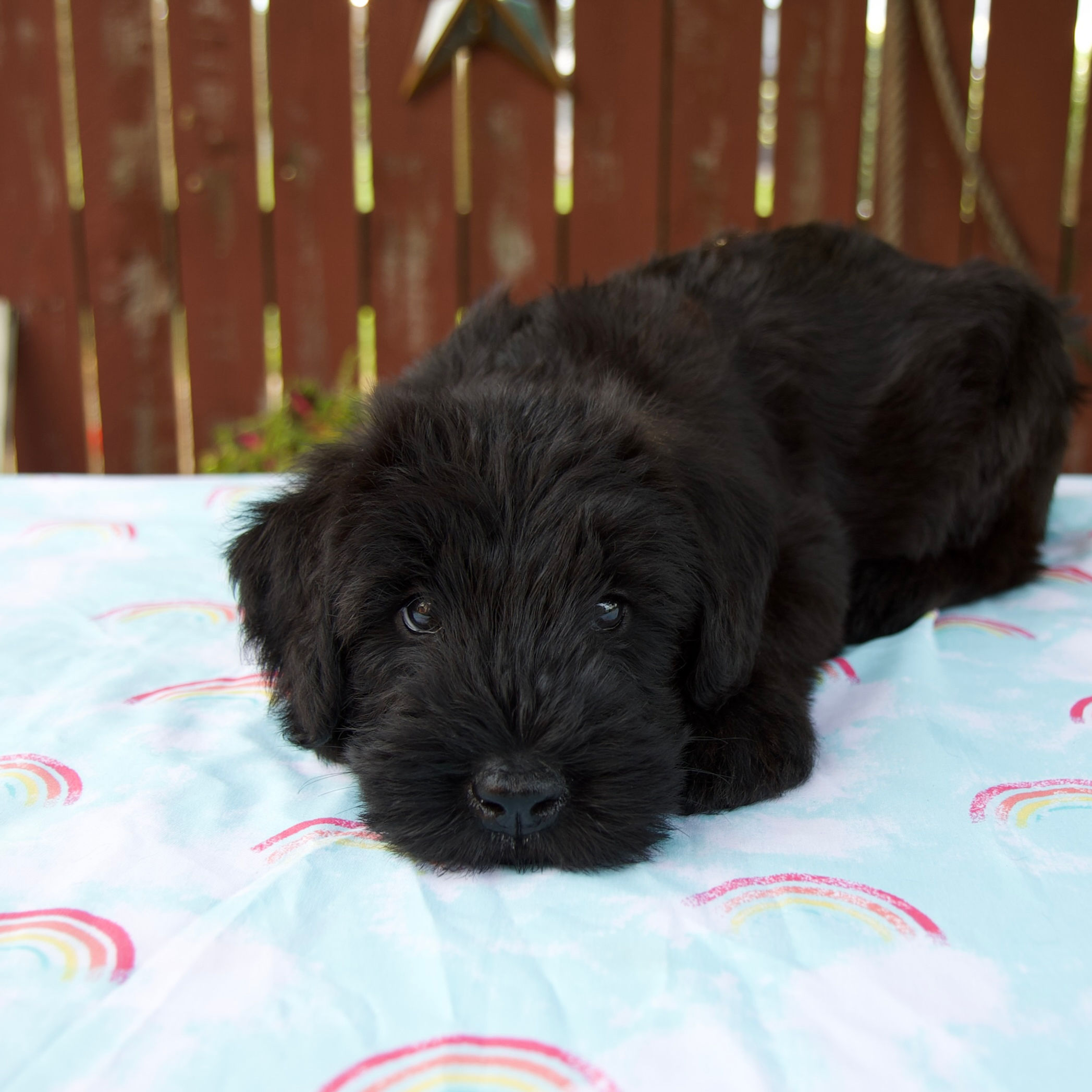 Louise Giant Schnauzer