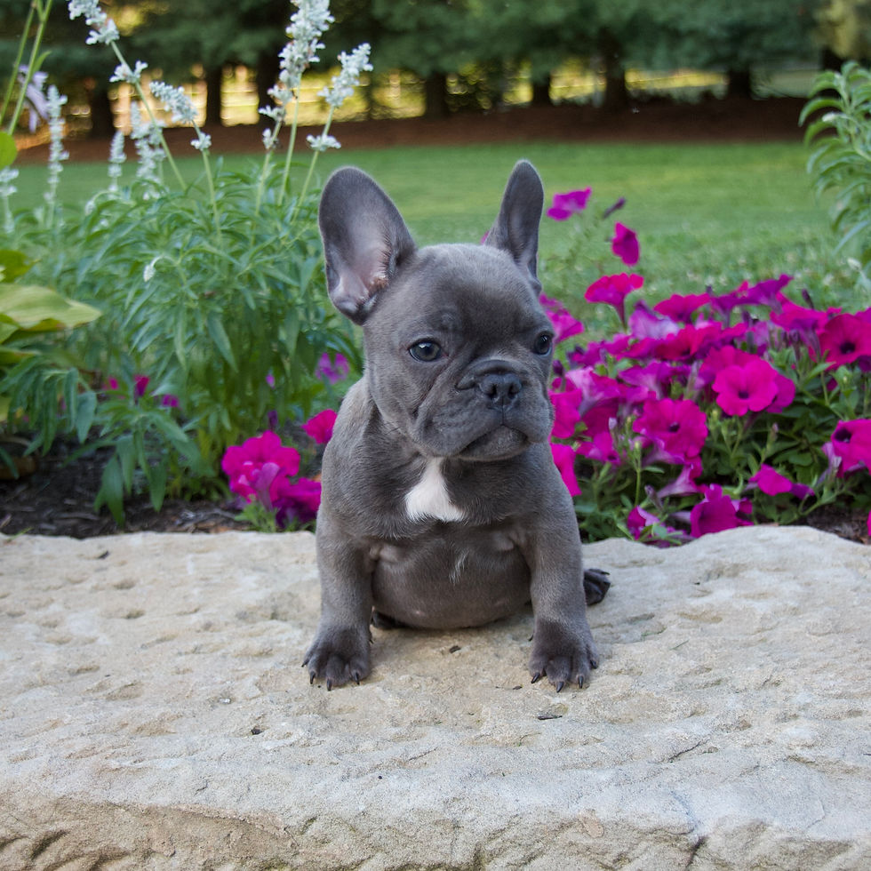 Thumbnail: French Bulldog