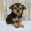 Thumbnail: Koby Morkie