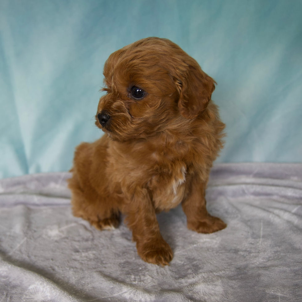 Thumbnail: Cavapoo
