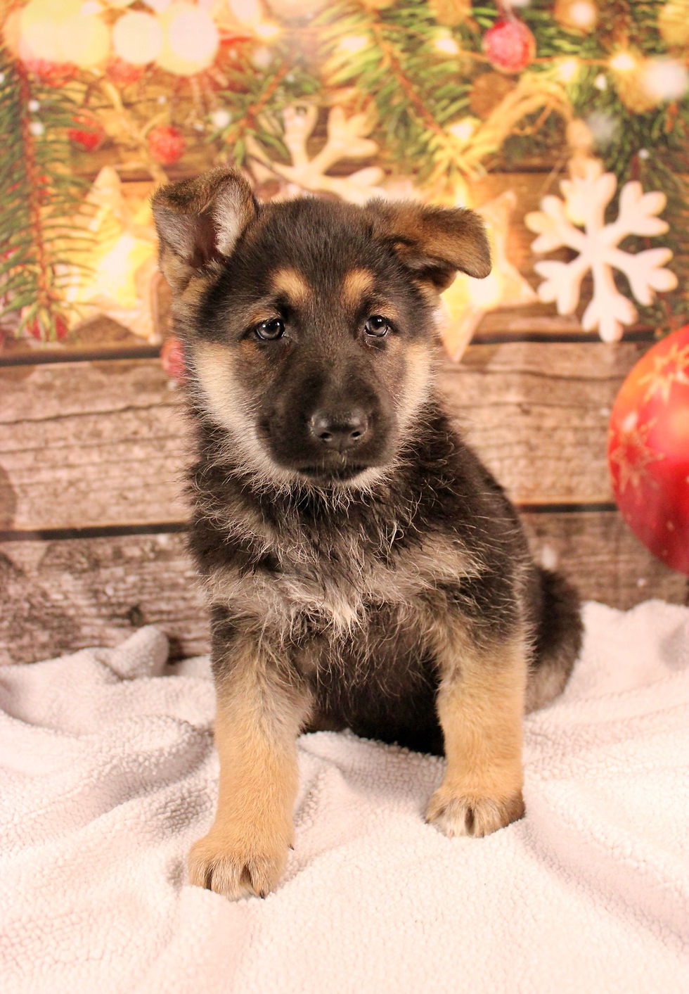 Thumbnail: German Shepherd