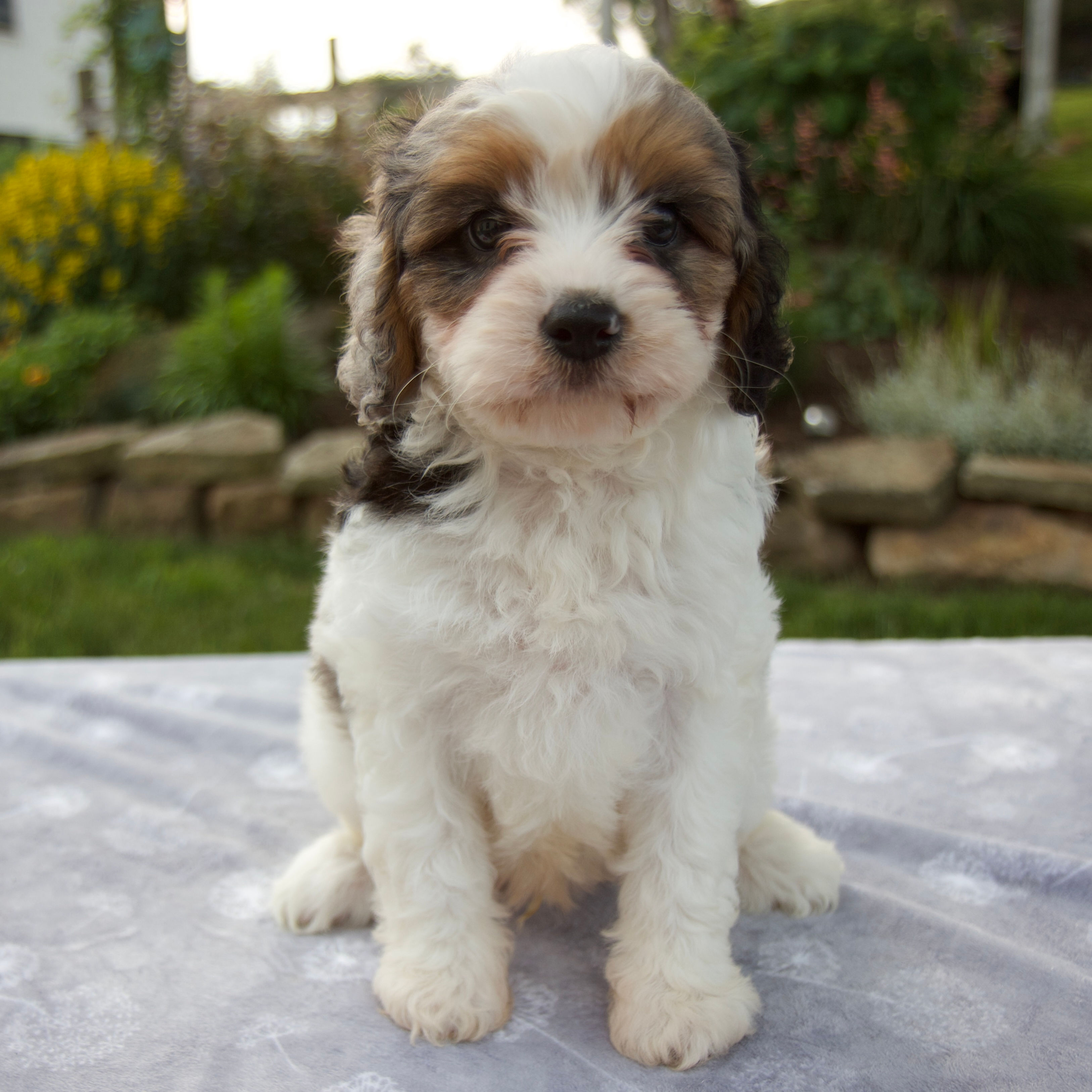 Cavapoo