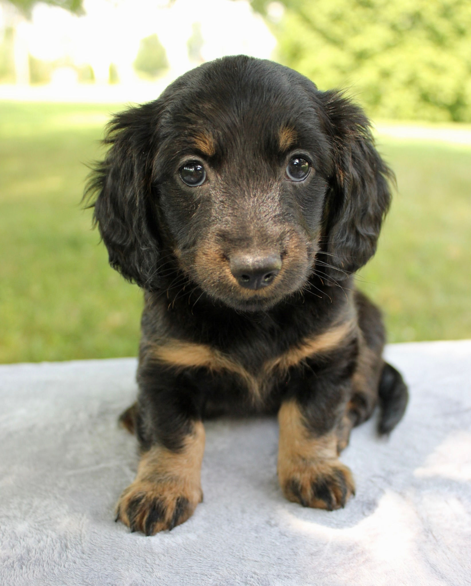 Dachshund Mix