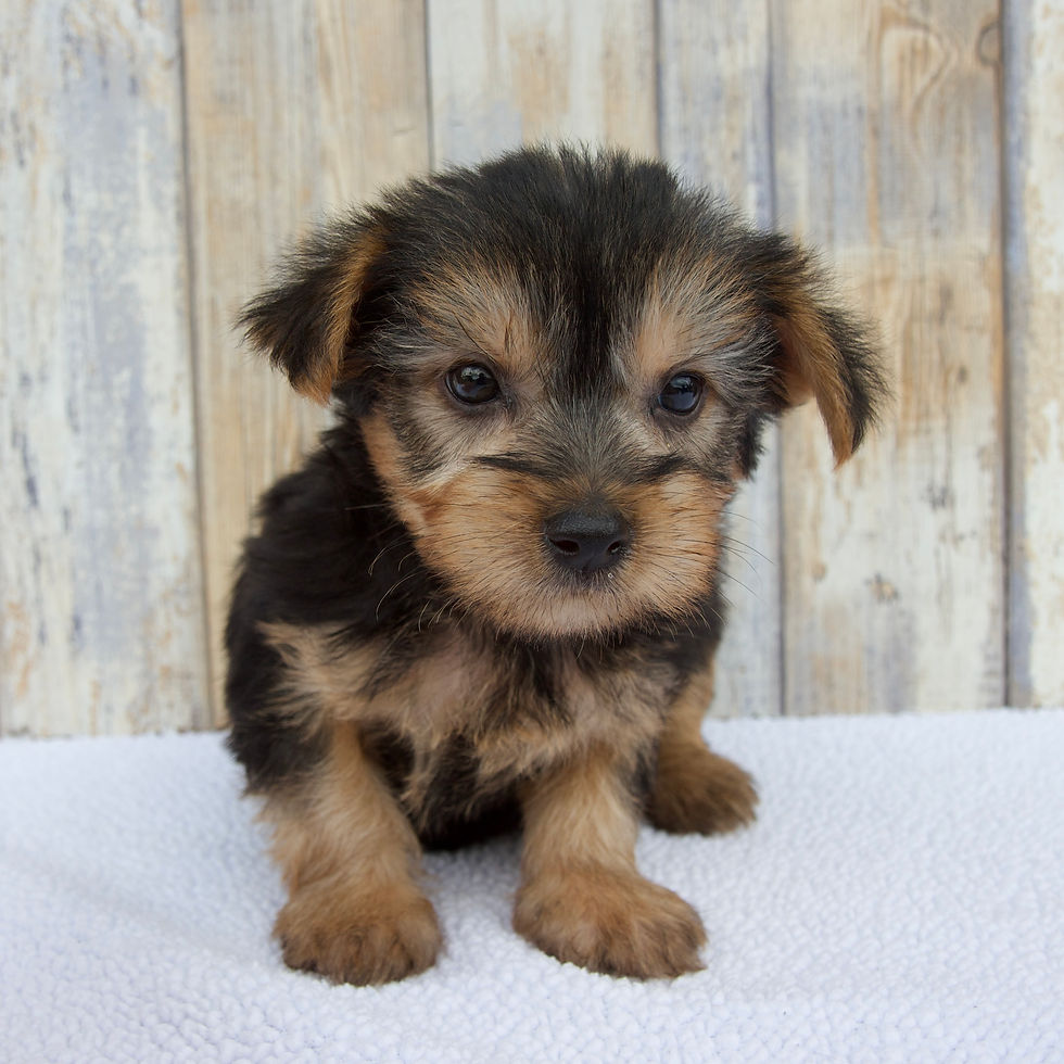 Thumbnail: Koby Morkie