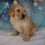 Thumbnail: Enzo Golden Retriever