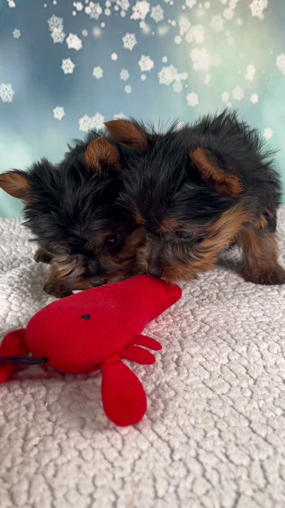 Thumbnail: Yorkie