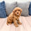 Thumbnail: Oakley Cavapoo