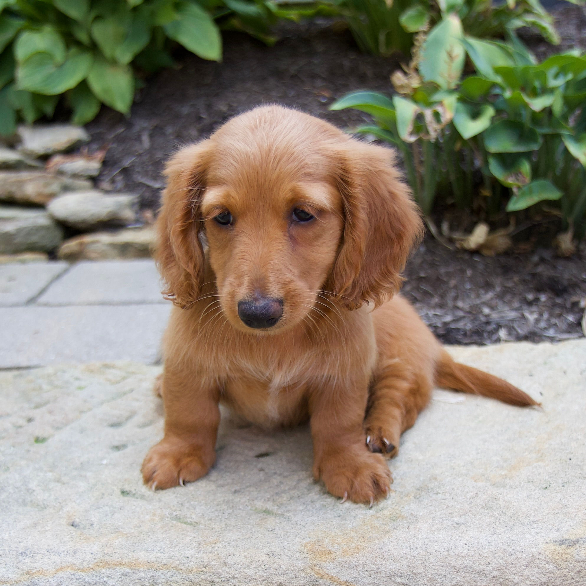 Misty Mini Dachshund