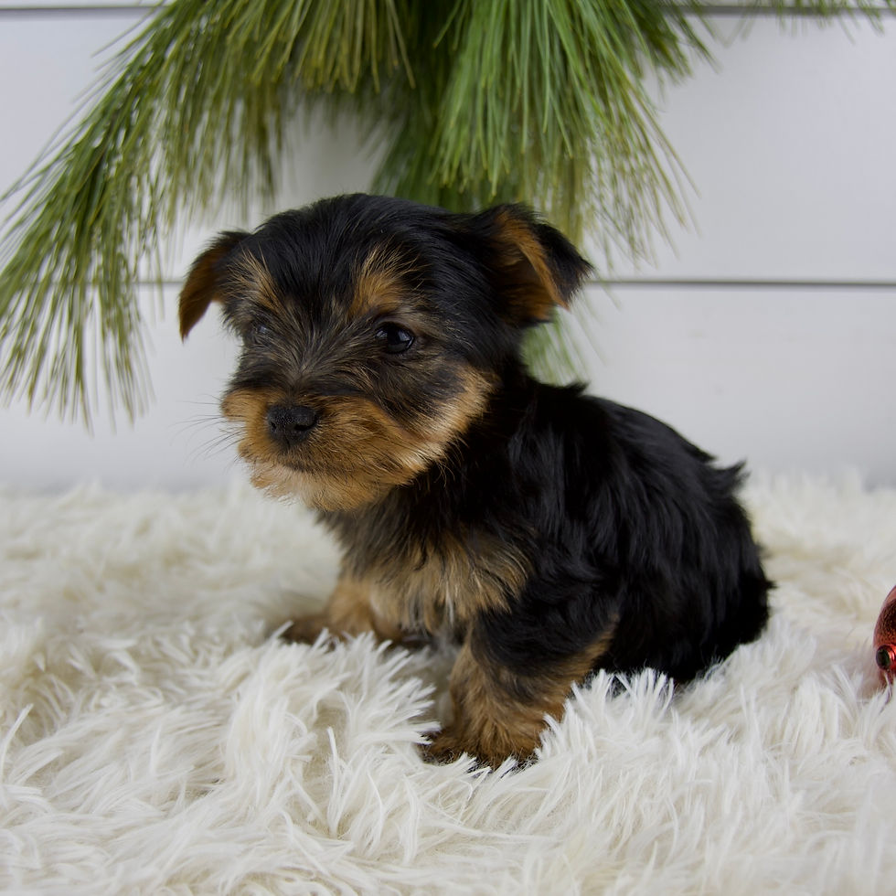 Thumbnail: Yorkshire Terrier