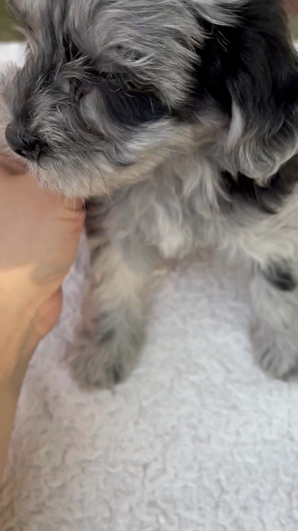 Thumbnail: Yorkiepoo