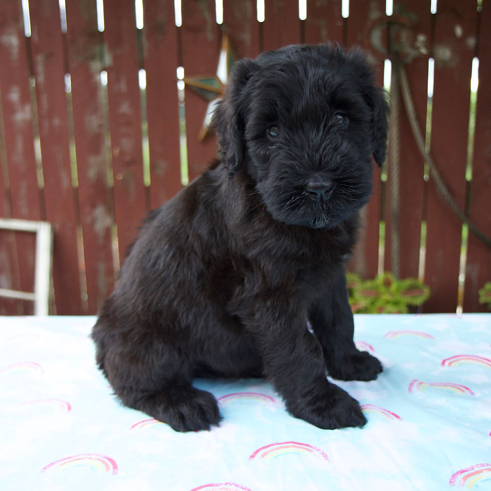 Thumbnail: Lynette Giant Schnauzer