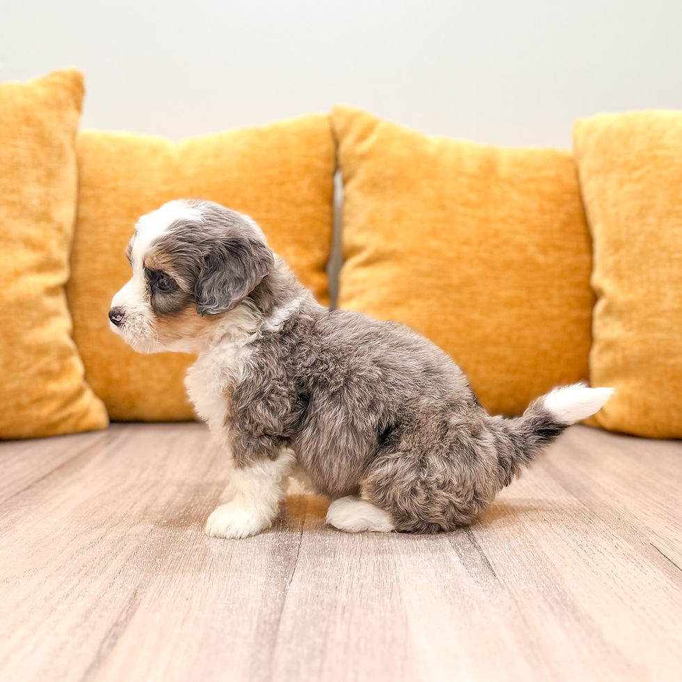 Thumbnail: Sarah Mini Bernedoodle