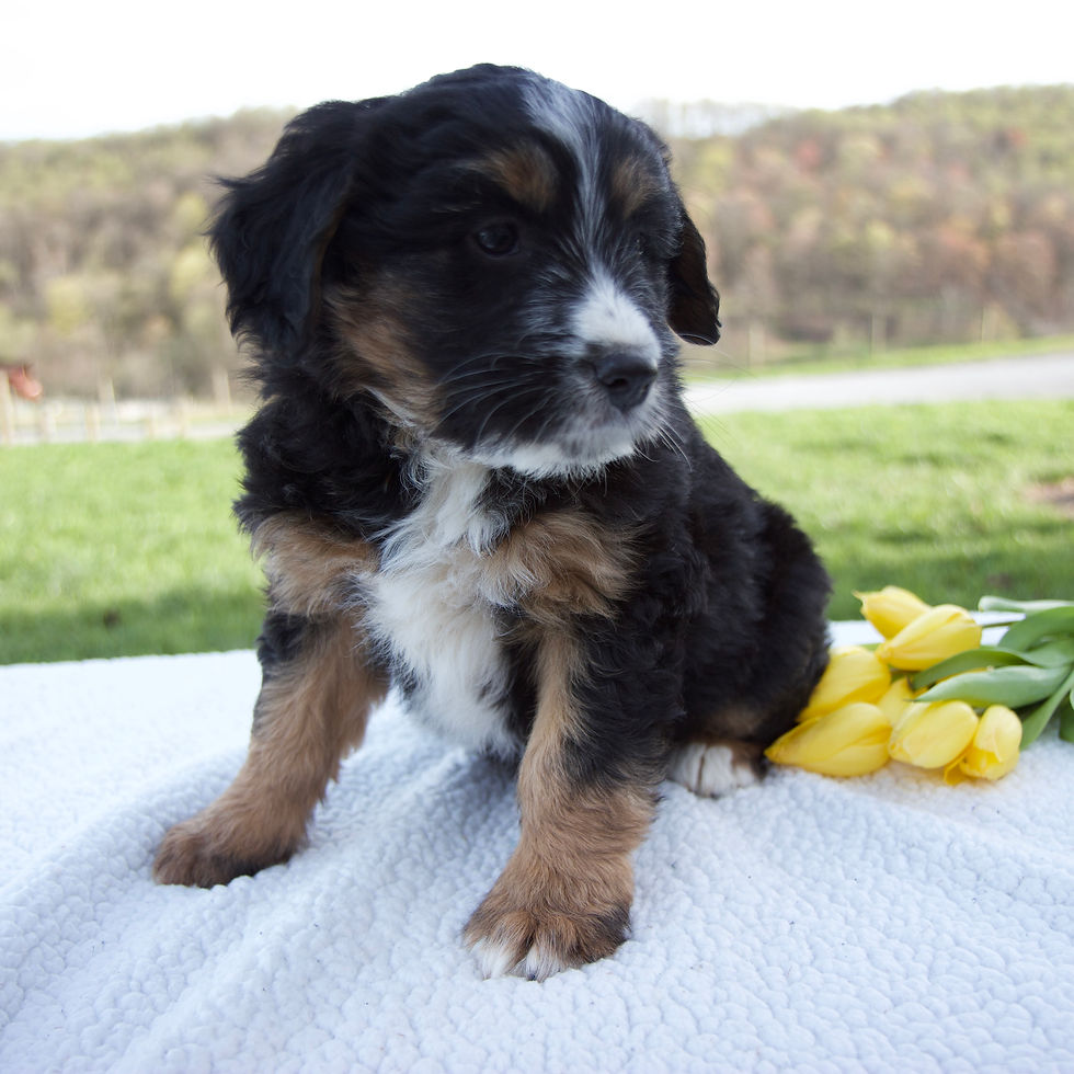 Thumbnail: Nova Bernese Mix