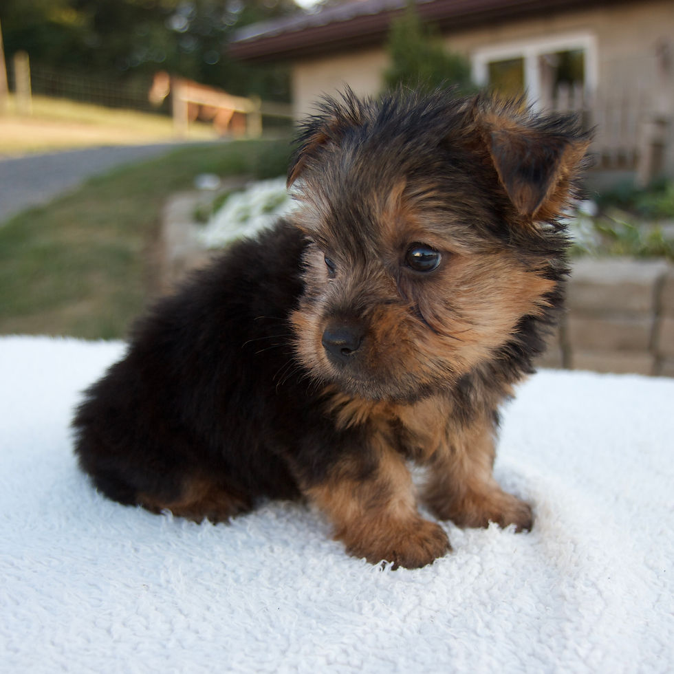 Thumbnail: Dusty Yorkshire Terrier