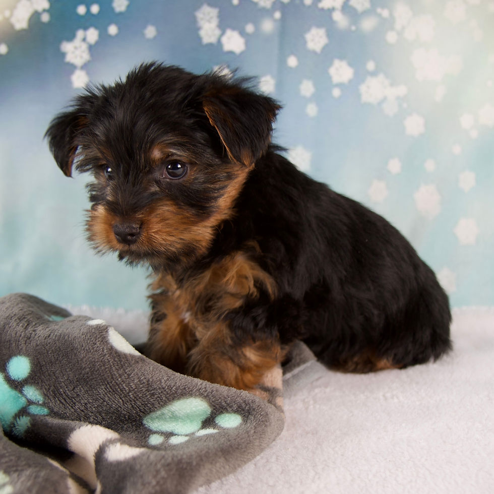 Thumbnail: Lela Yorkshire Terrier
