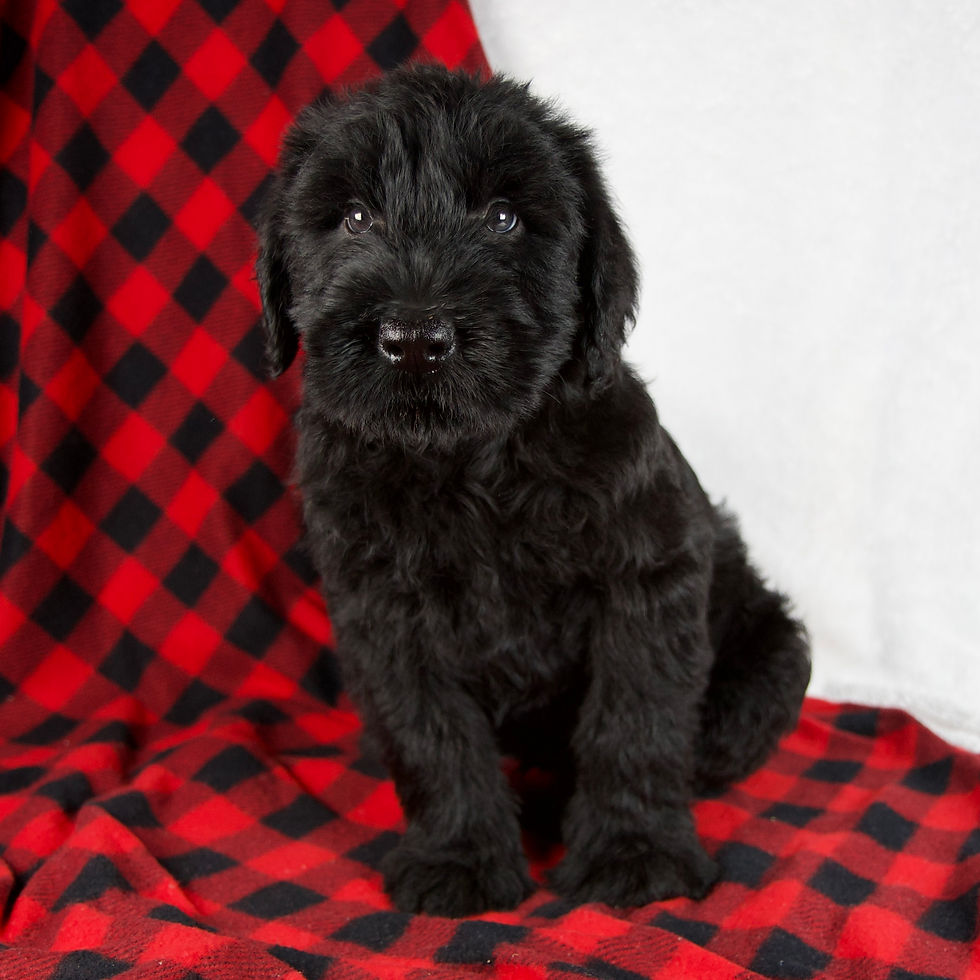 Thumbnail: Giant schnauzer