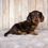 Thumbnail: Miniature Dachshund