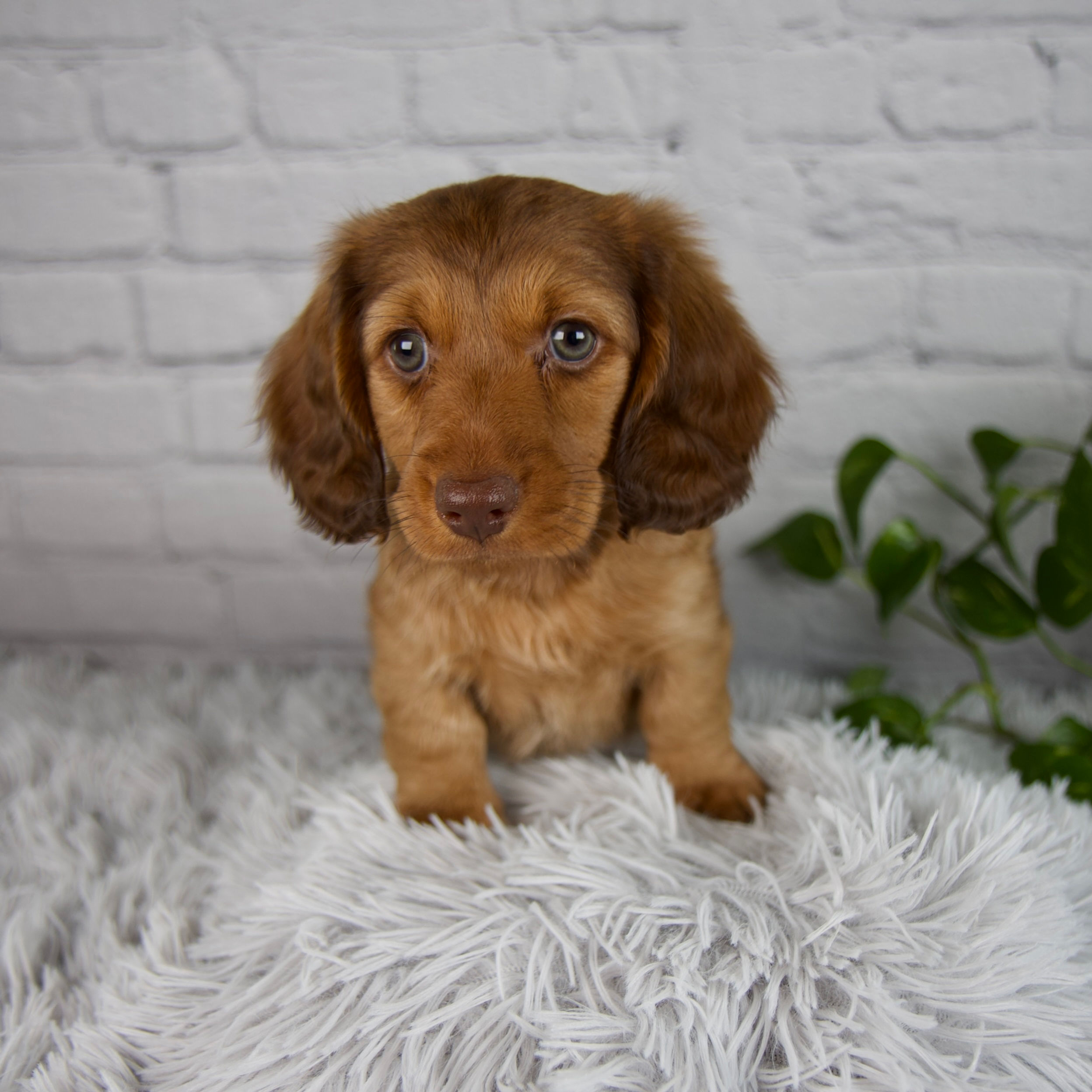 mini dachshund