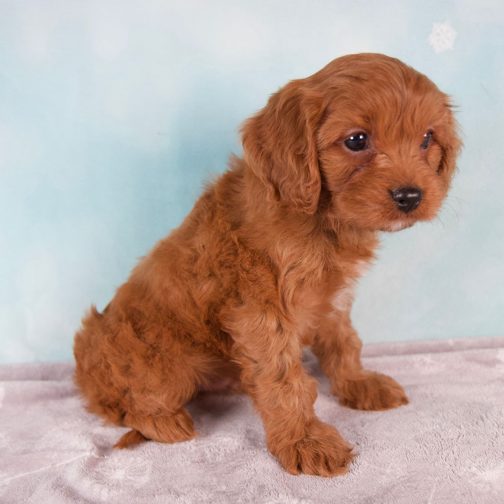 Thumbnail: Toby Cavapoo