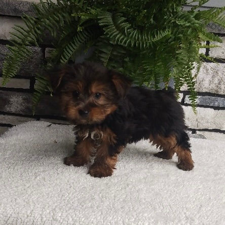 Thumbnail: Fern Yorkie