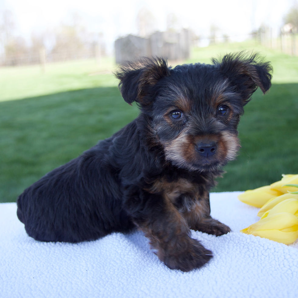 Thumbnail: Mason Yorkshire Terrier