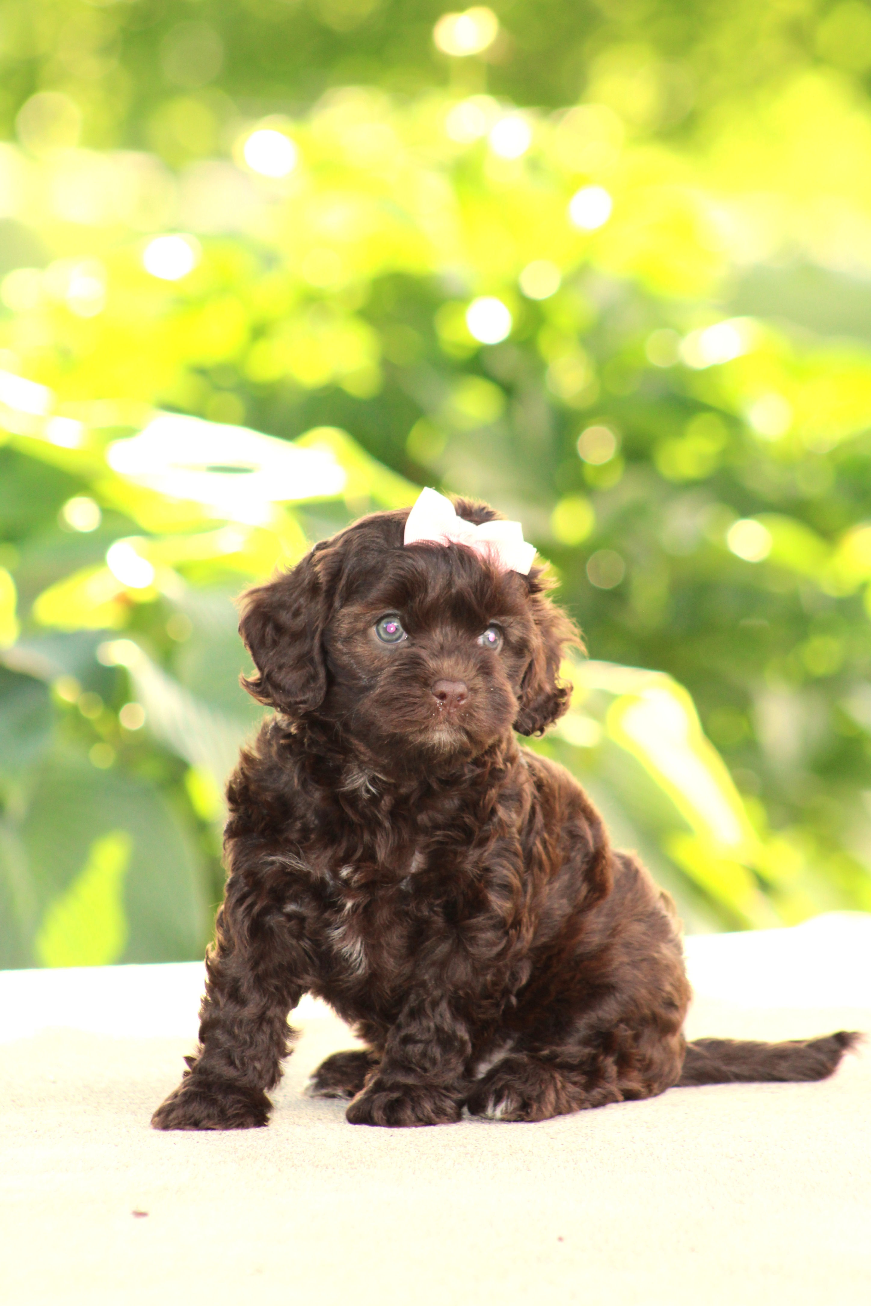 Cavapoo