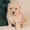 Thumbnail: Cavapoo