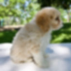 Cavapoo