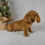 Thumbnail: Scout Miniature Dachshund