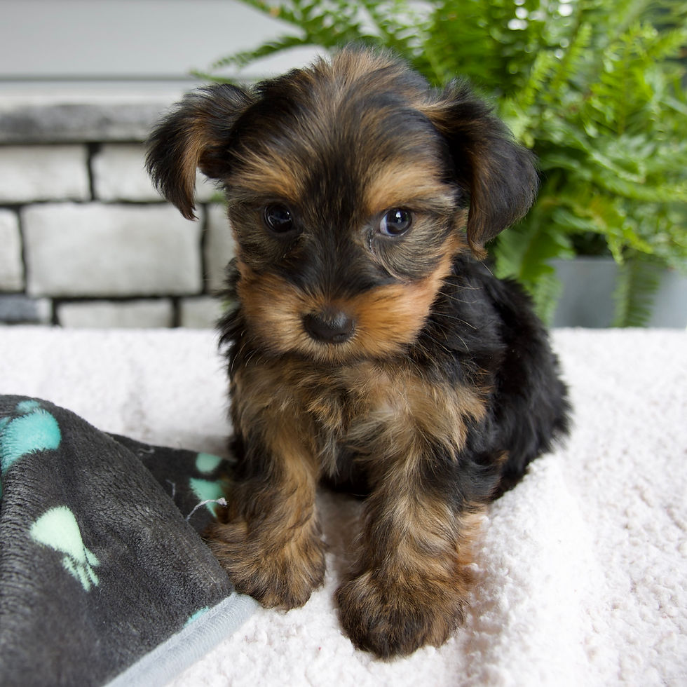 Thumbnail: Morkie