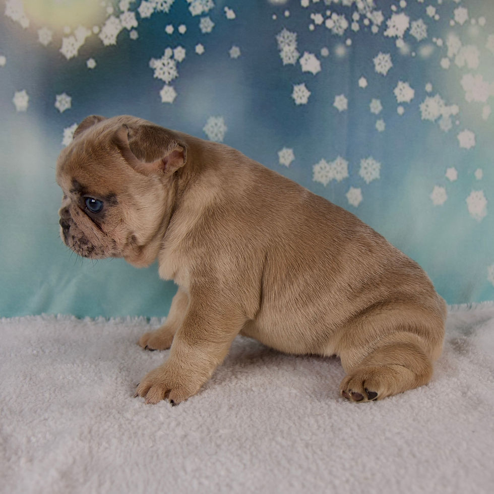 Thumbnail: French Bulldog
