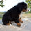 Thumbnail: Ace Bernese Mt Dog