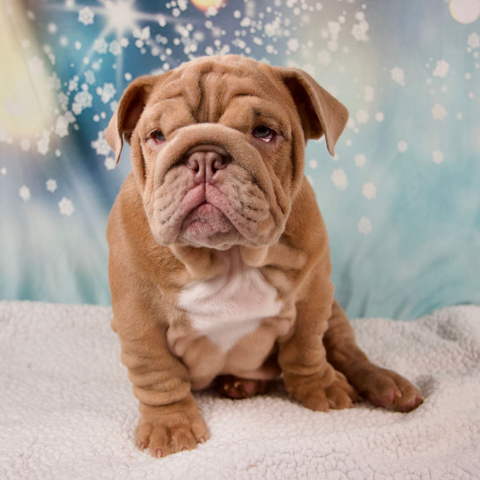 Thumbnail: English Bulldog