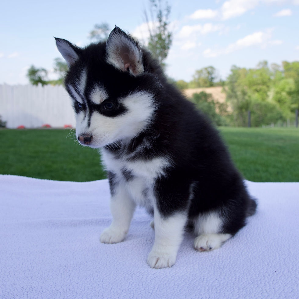 Thumbnail: Savannah Pomsky