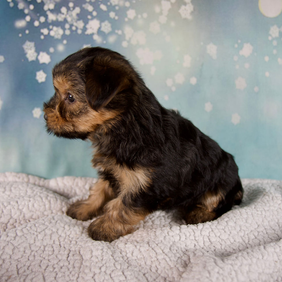 Thumbnail: MORKIE