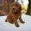 Thumbnail: Miniature Poodle